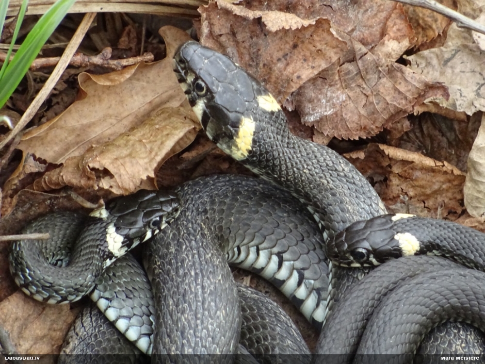 обыкновенный уж