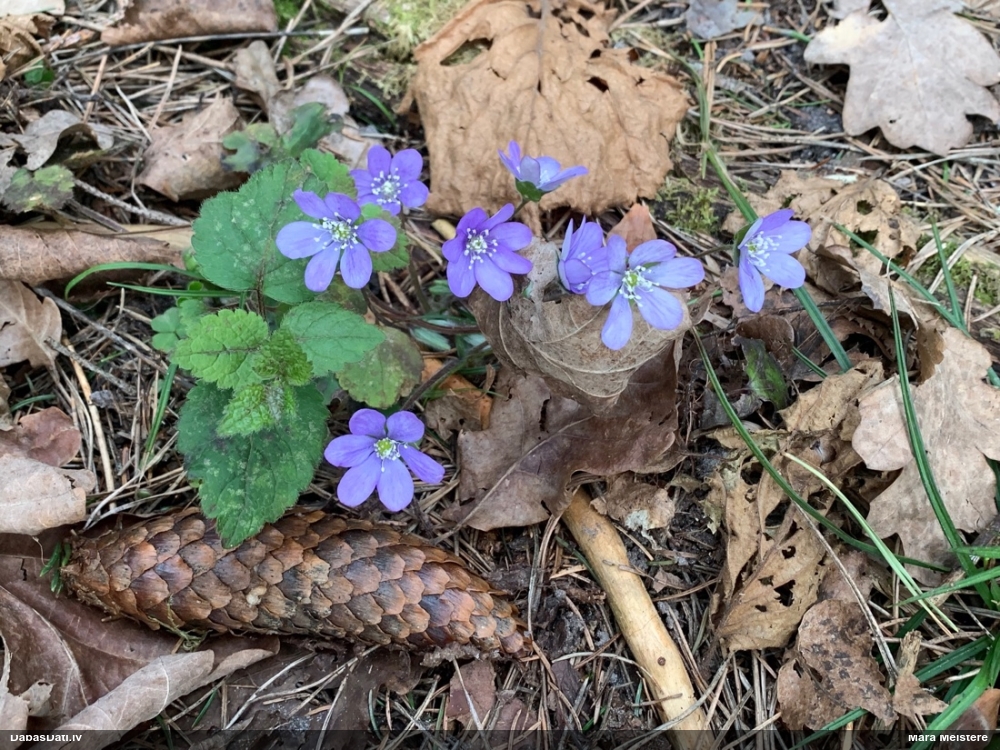 печеночница обыкновенная