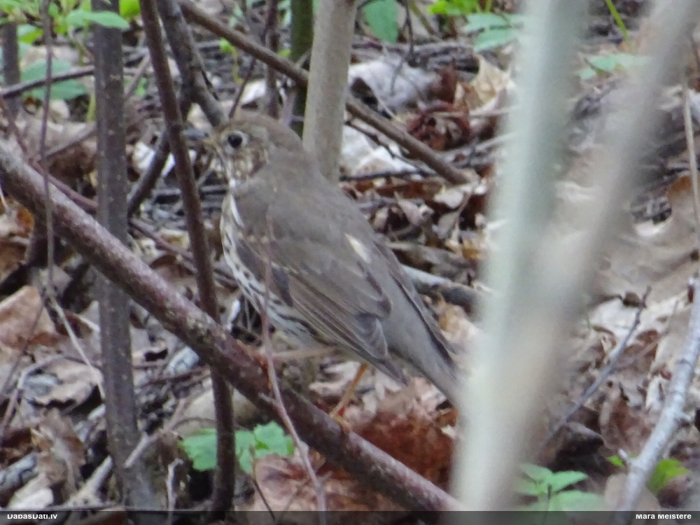певчий дрозд