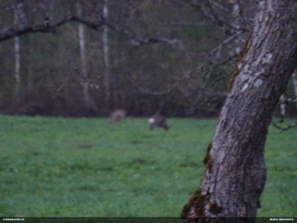 европейская косуля