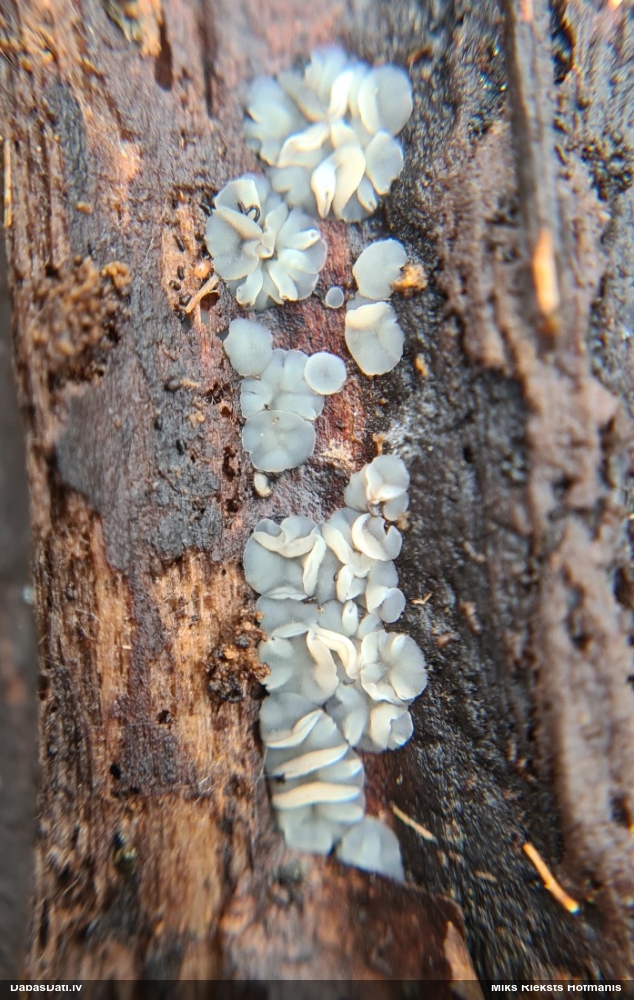 Molīzija (nenoteikta)