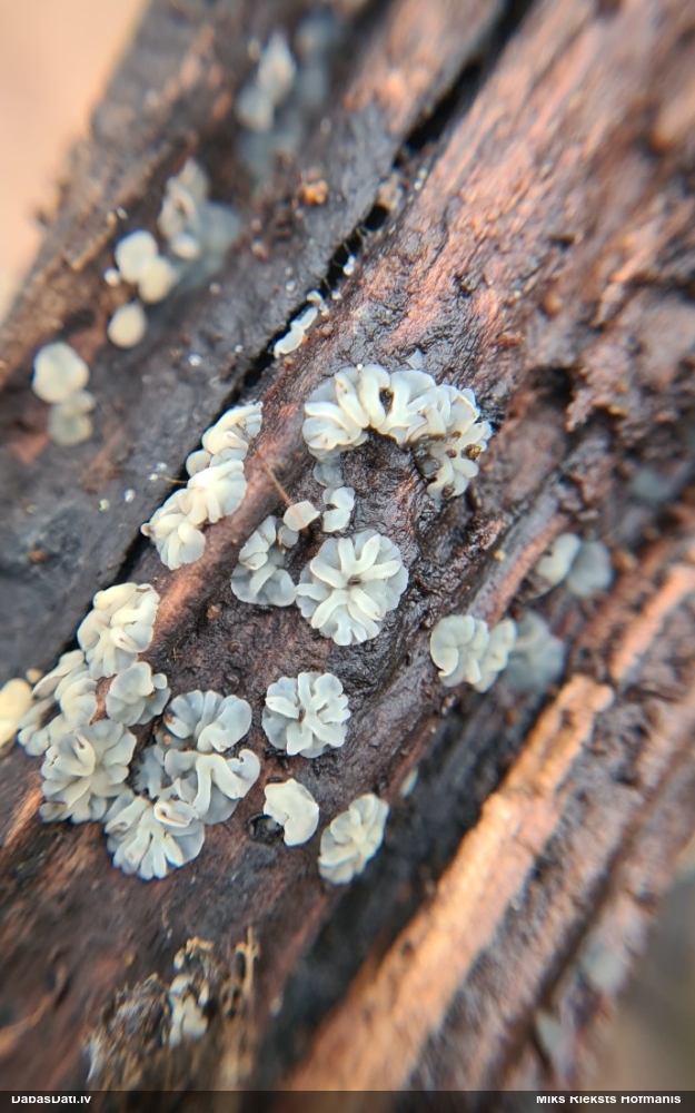 Molīzija (nenoteikta)