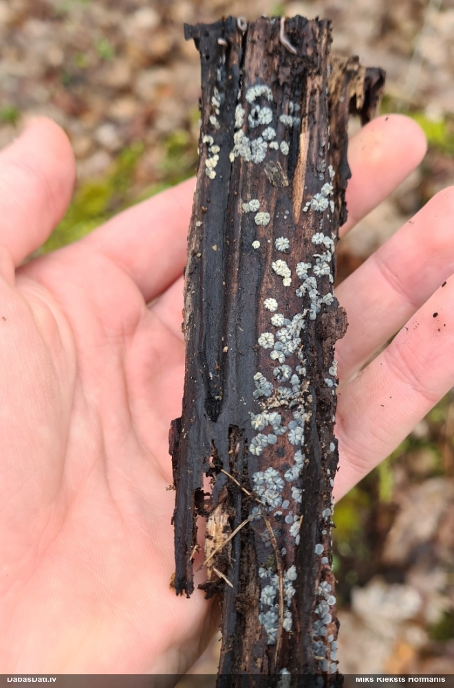 Molīzija (nenoteikta)