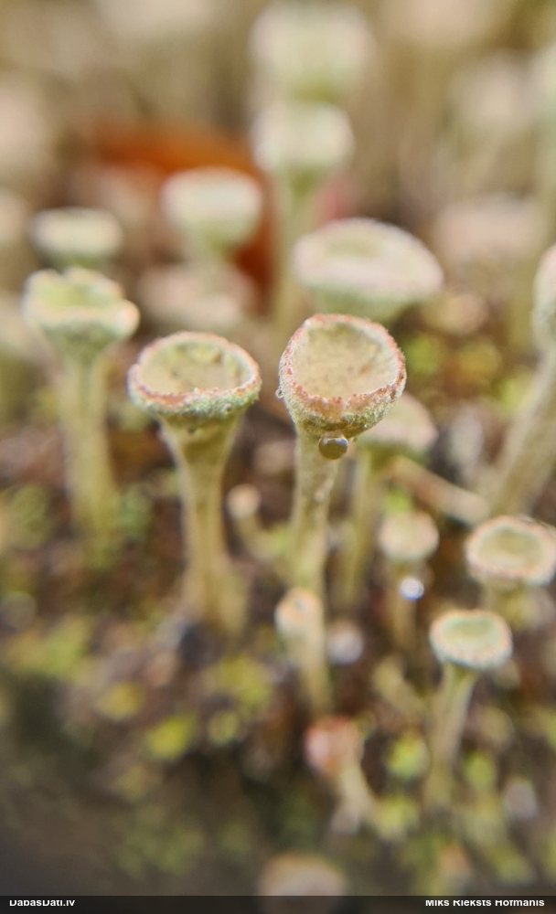 Kladonija (nenoteikta)