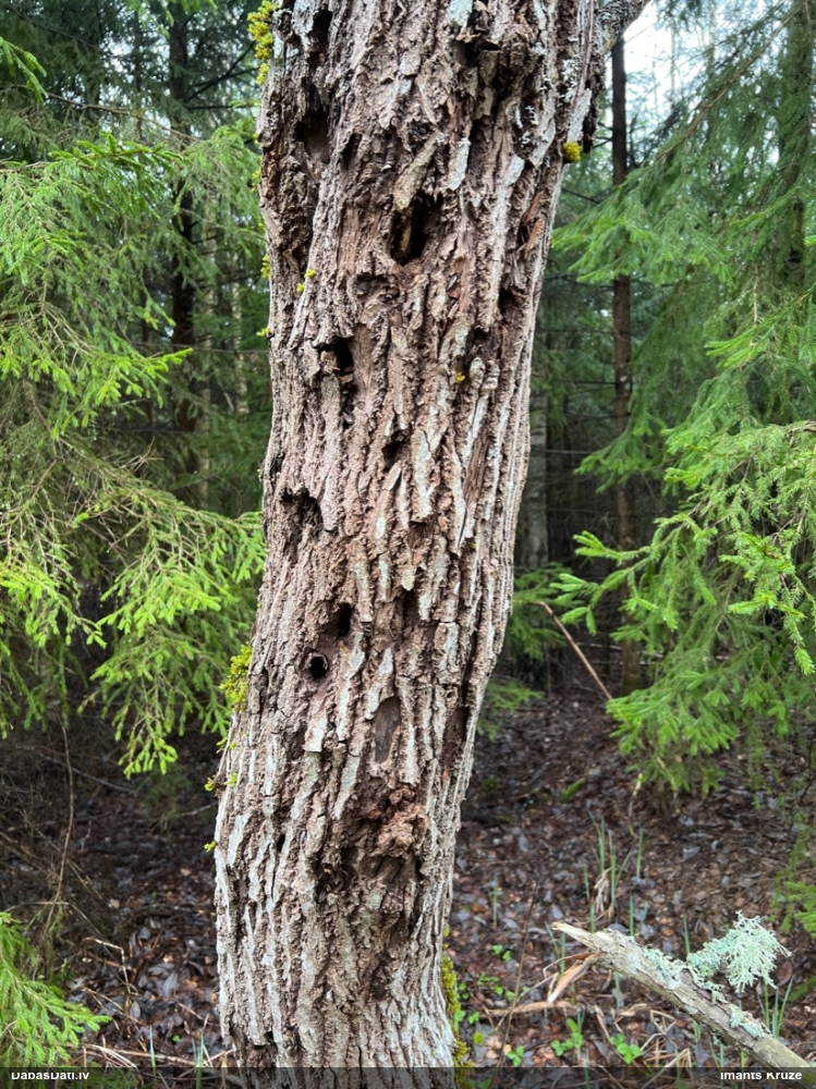 Dzenis Dendrocopos sp.