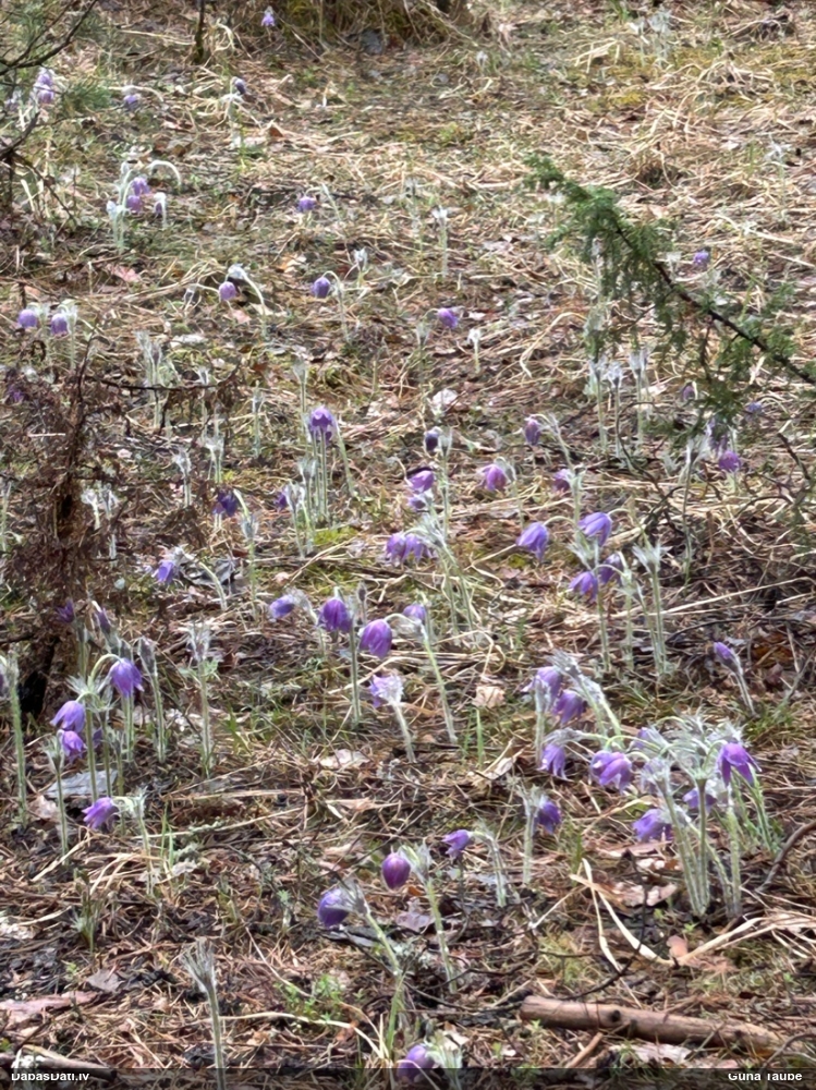 прострел раскрытый