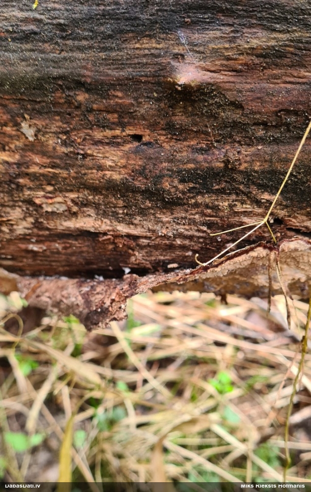 Klājeniska sēne (nenoteikta)