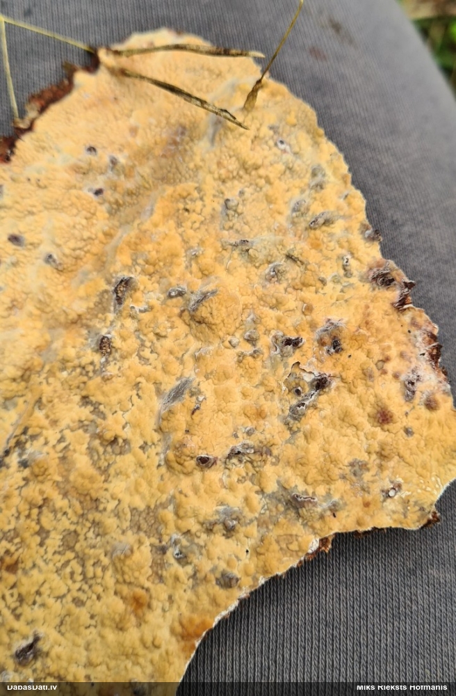 Klājeniska sēne (nenoteikta)