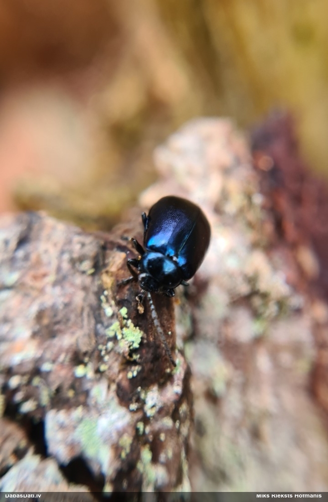 Alkšņu zilais lapgrauzis