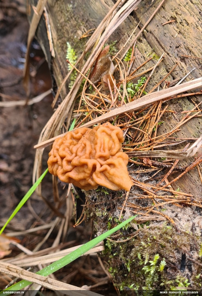 строчок гигантский