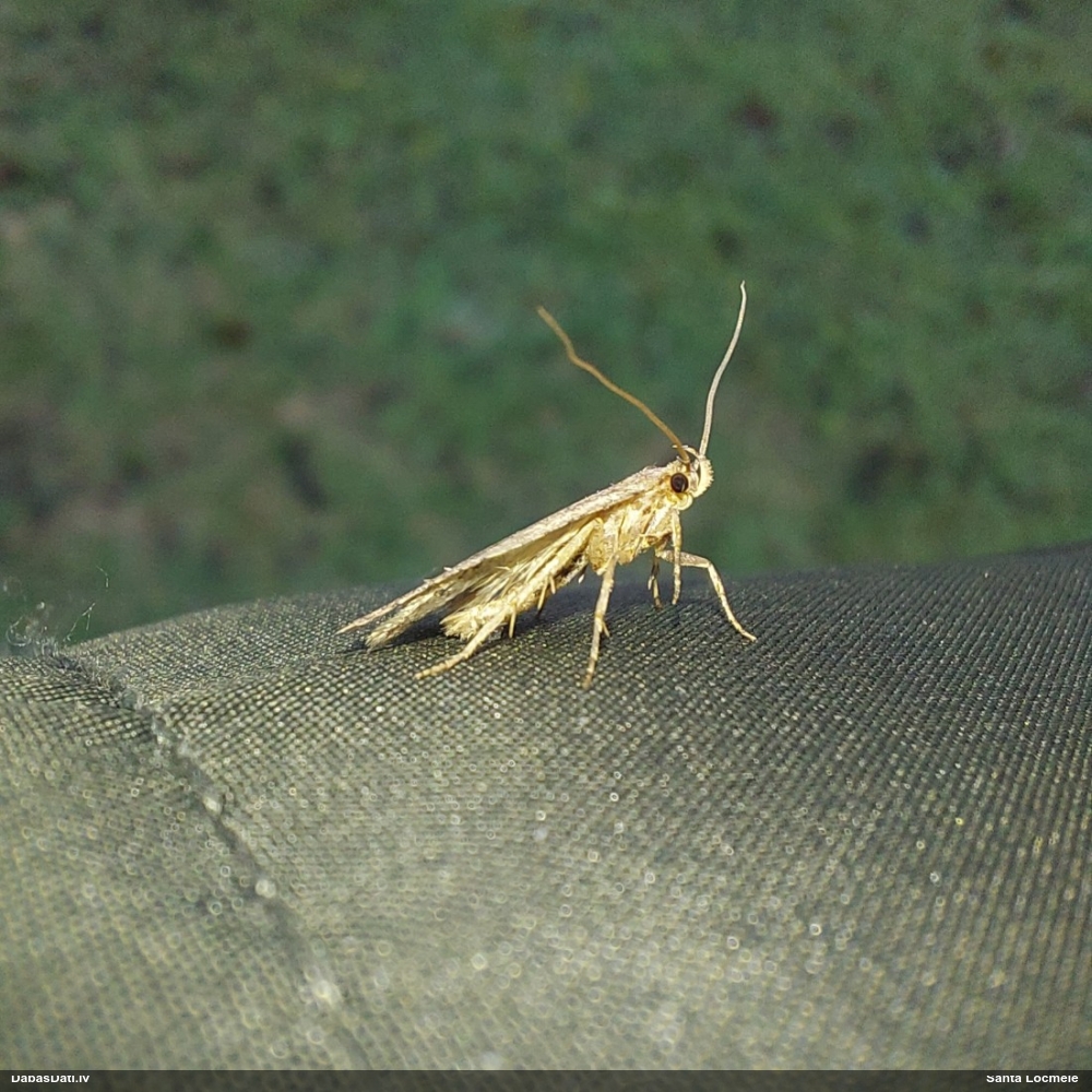 Depresārijs Agonopterix ciliella / heracliana