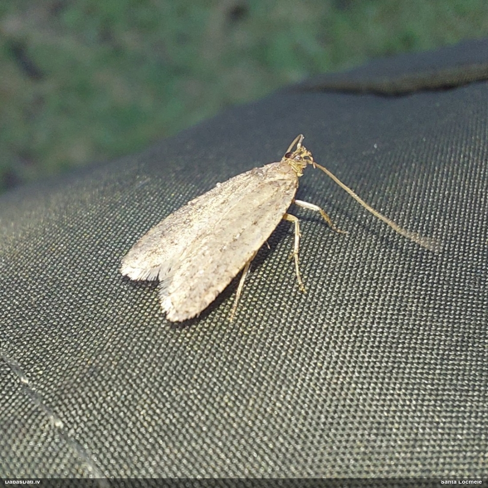 Depresārijs Agonopterix ciliella / heracliana