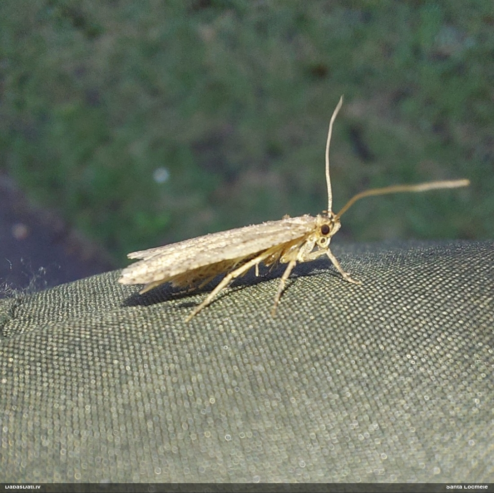 Depresārijs Agonopterix ciliella / heracliana