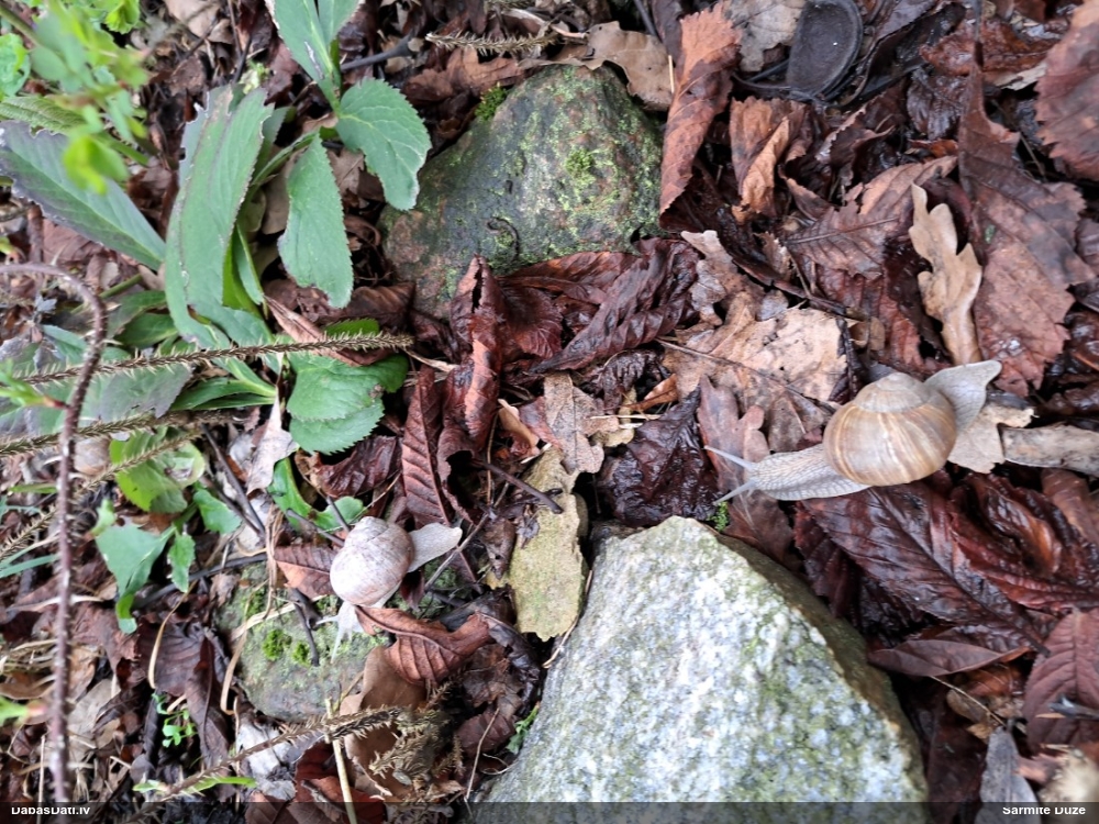 Parka vīngliemezis (īstais vīngliemezis)