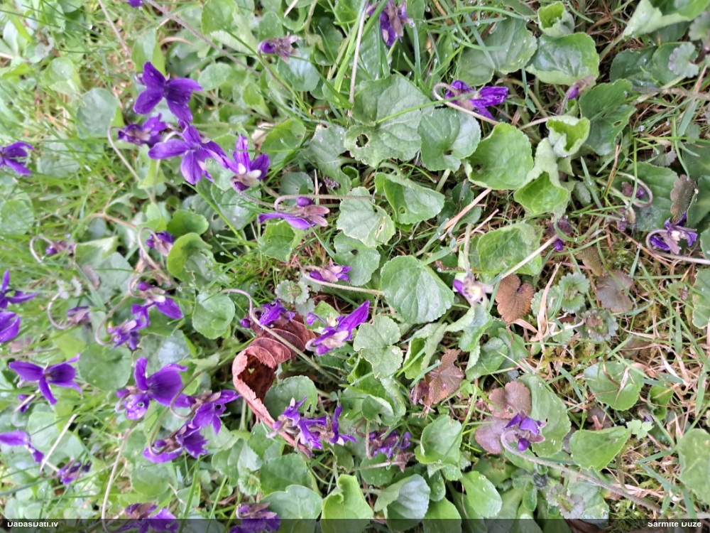 фиалка душистая