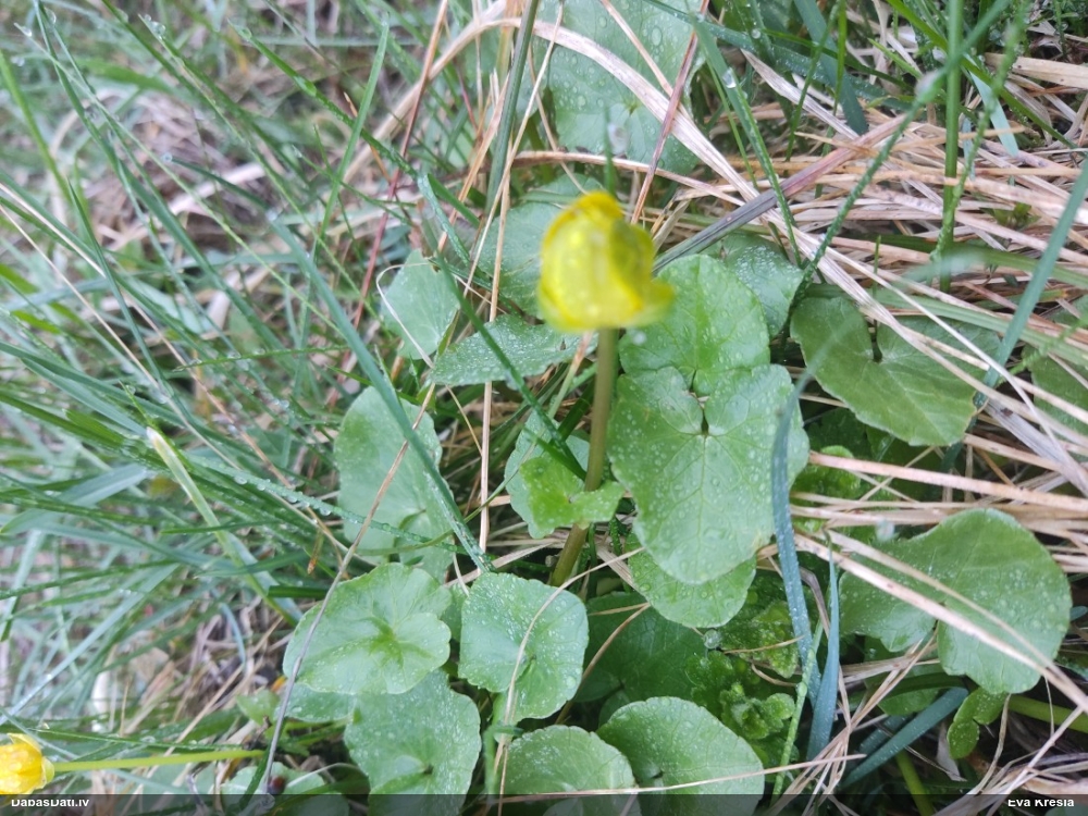 чистяк весенний