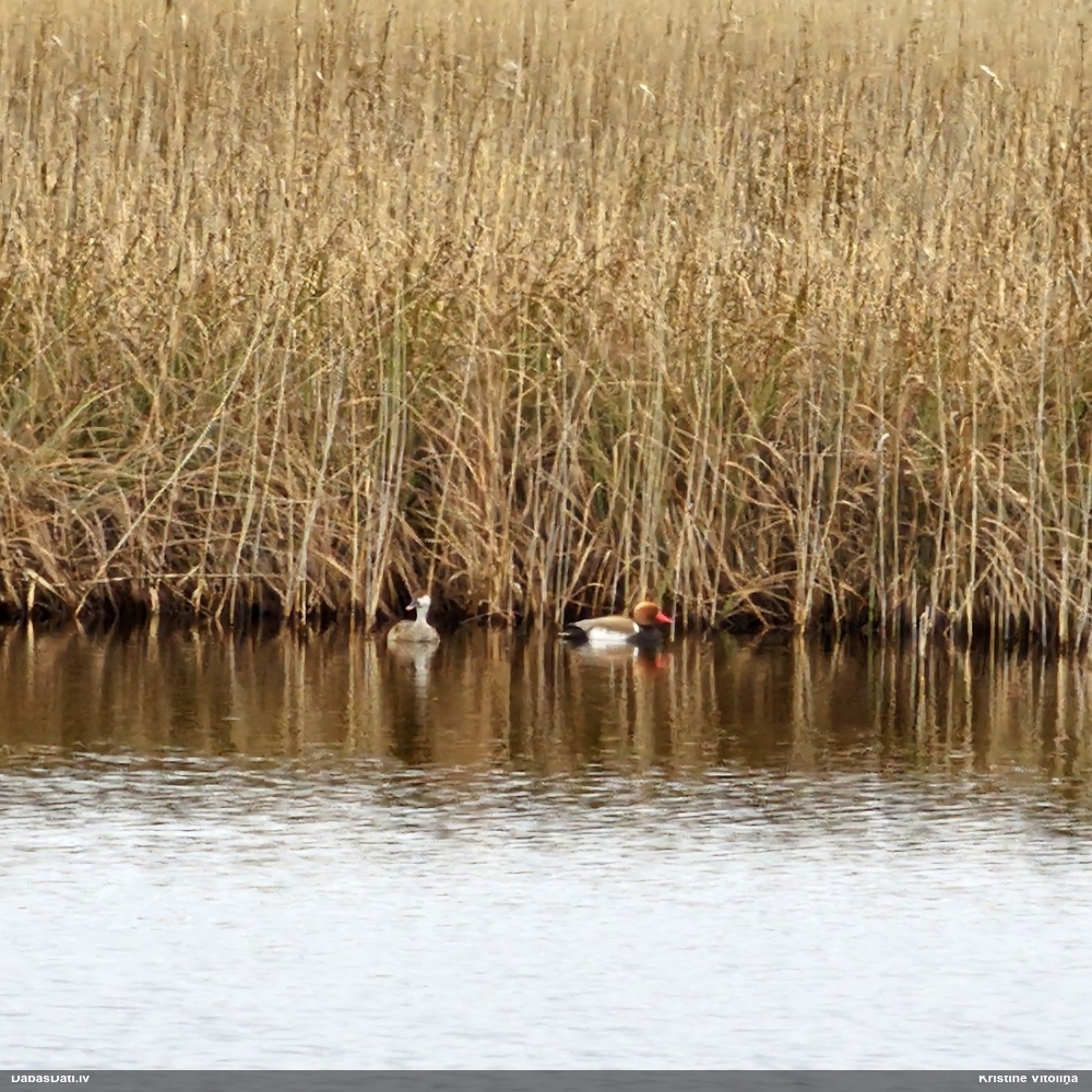 красноносый нырок
