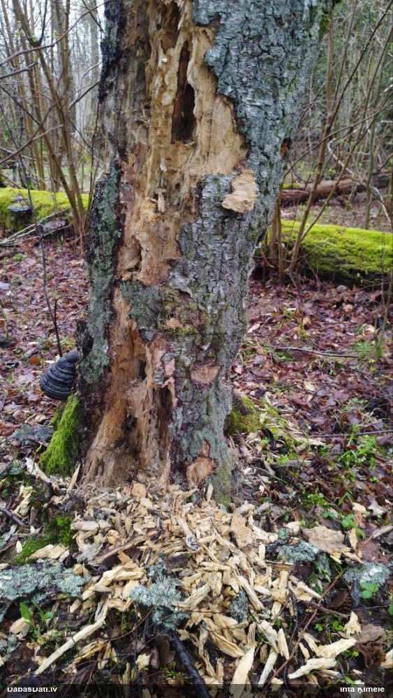 черный дятел