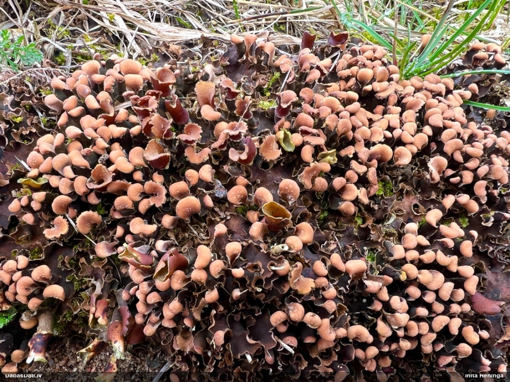 Peltīgera (nenoteikta)