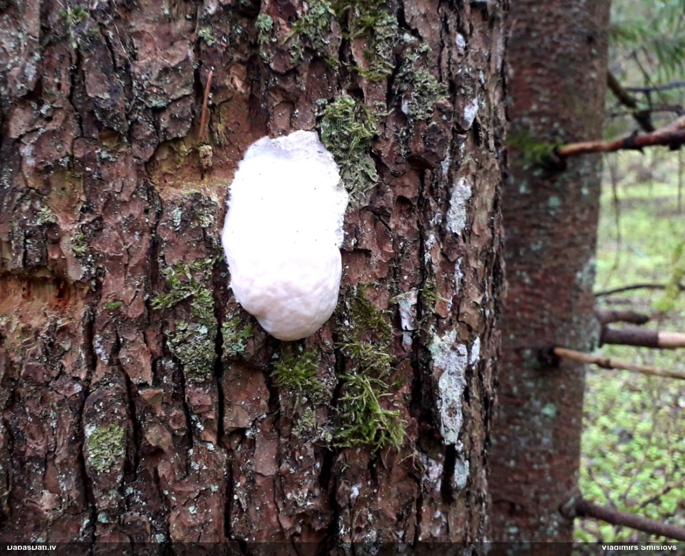 Neīstais pūpēdis, parastais gļotpūpēdis