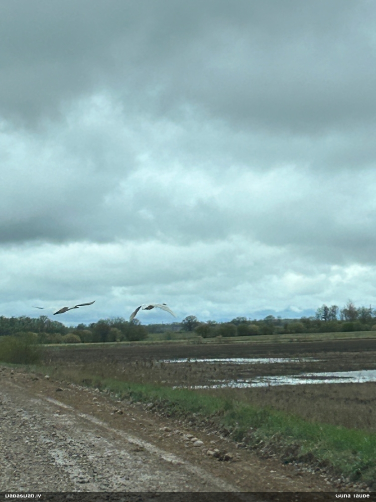 лебедь-кликун