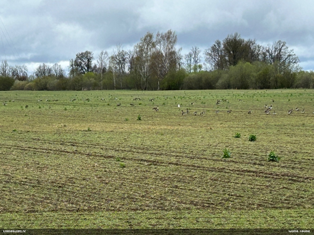 белощекая казарка