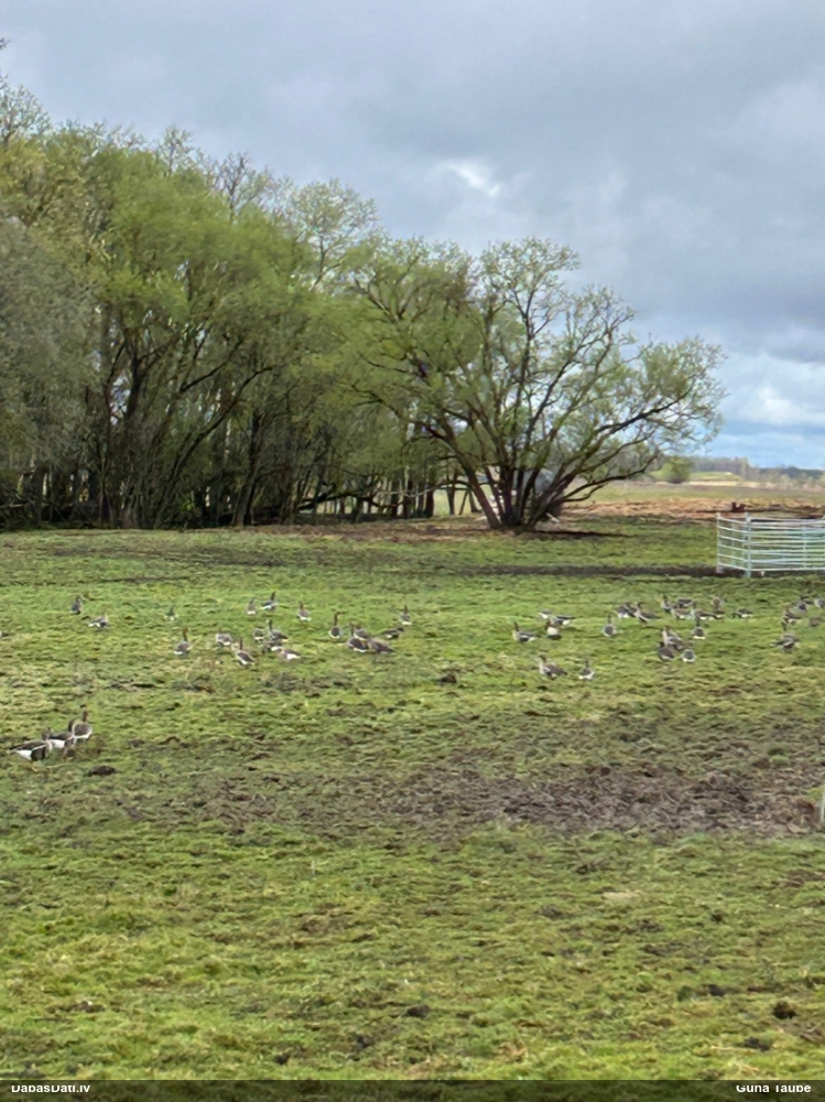 белолобый гусь