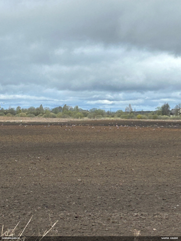 белощекая казарка