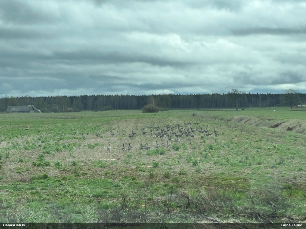 белолобый гусь