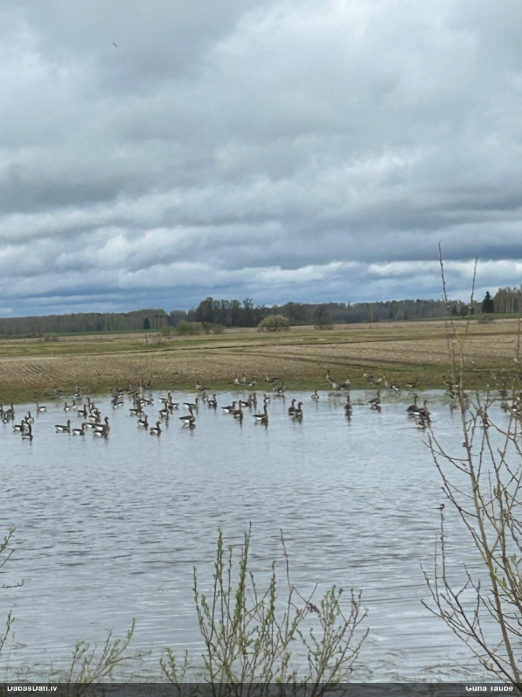 белолобый гусь