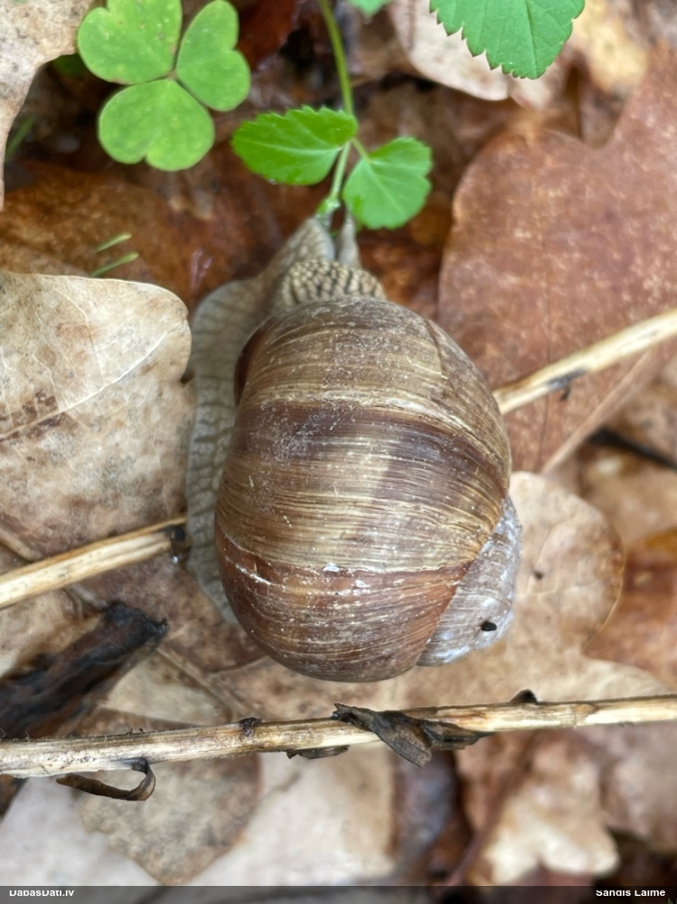 Parka vīngliemezis (īstais vīngliemezis)