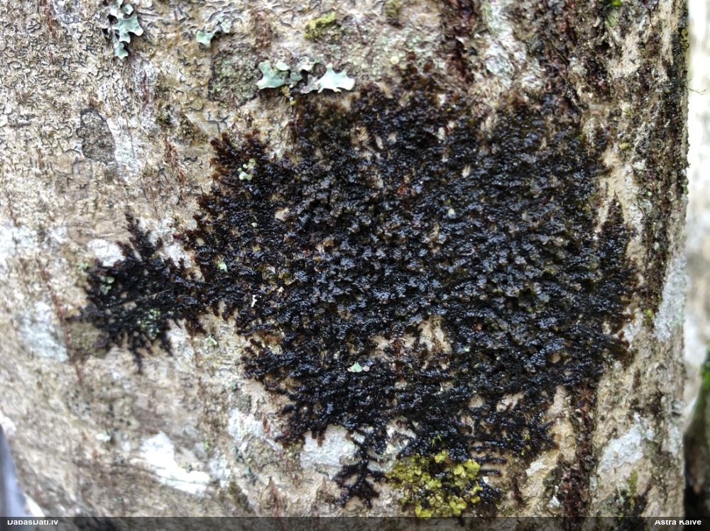 Izplestā frulānija