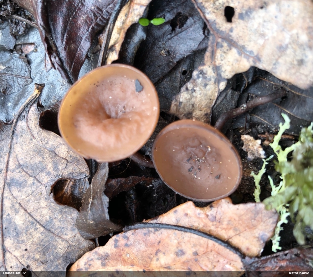 Bumbuļu sklerocīnija