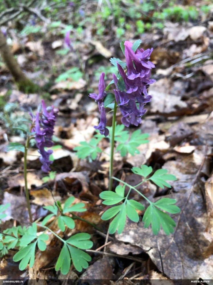 хохлатка плотная