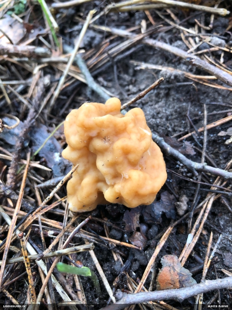 строчок гигантский