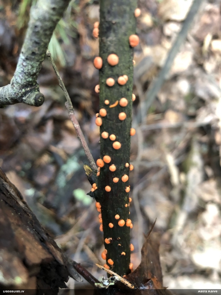 Lapkoku sarkankārpainība