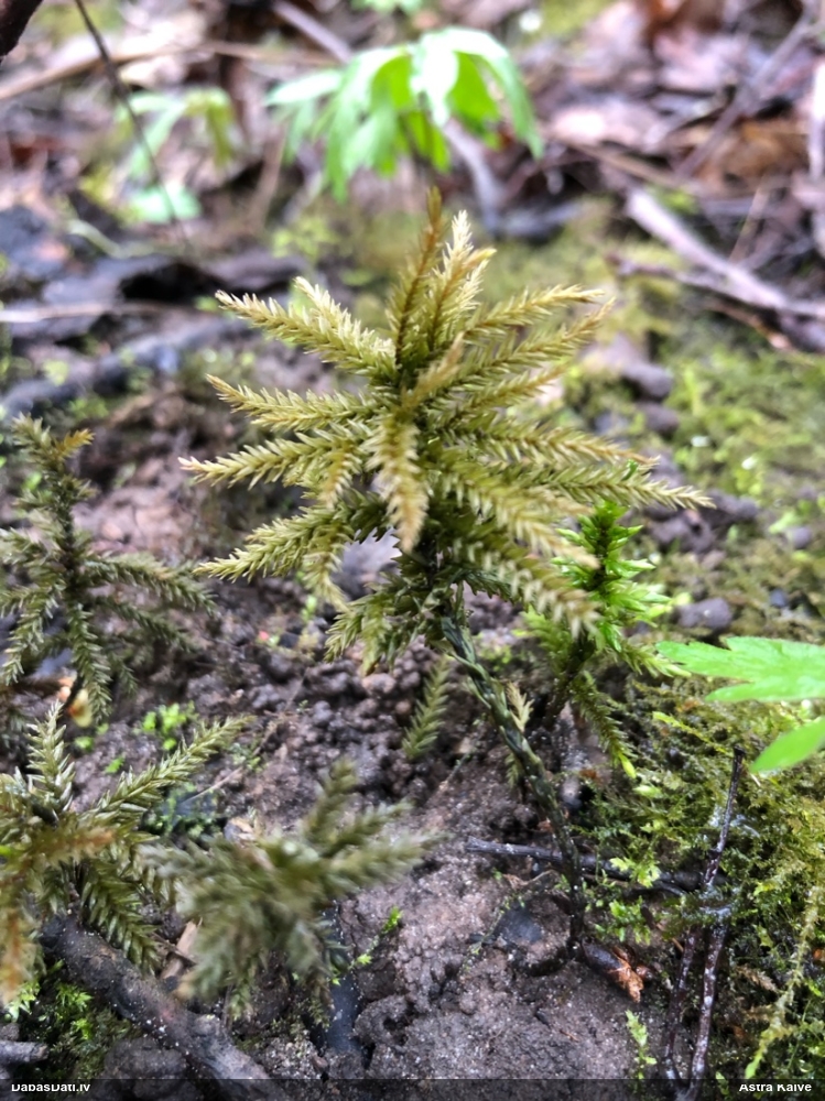 Parastā kociņsūna