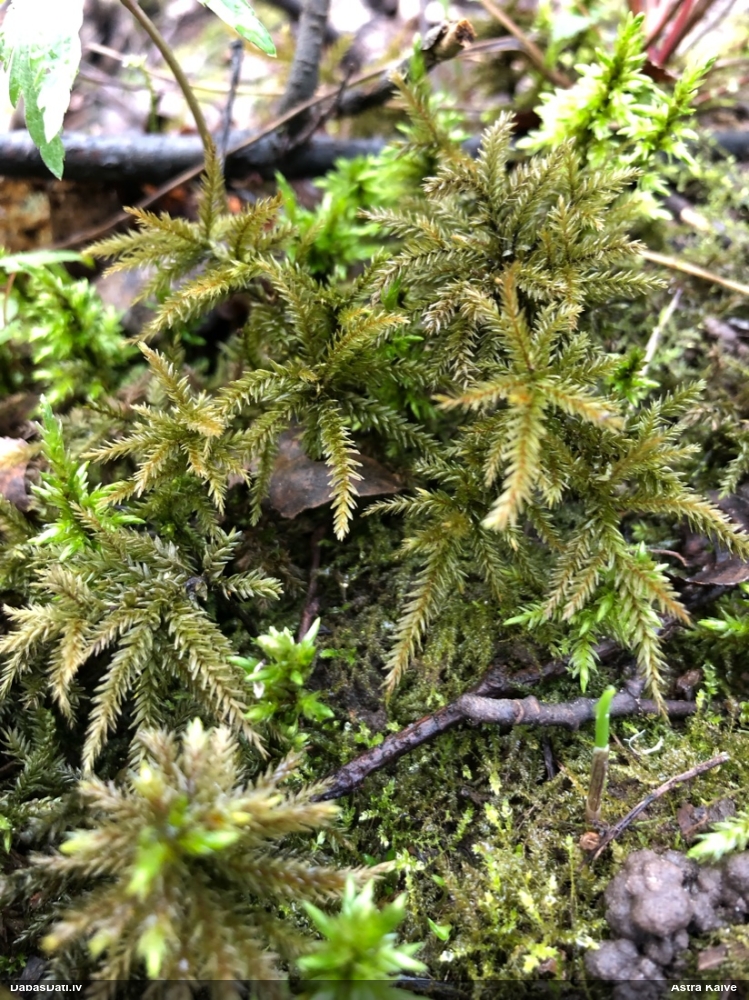 Parastā kociņsūna