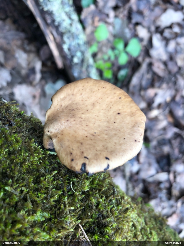 Skropstainā kātiņpiepe