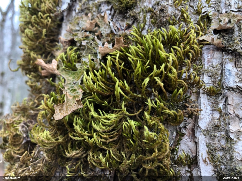 Parastā vāverastīte