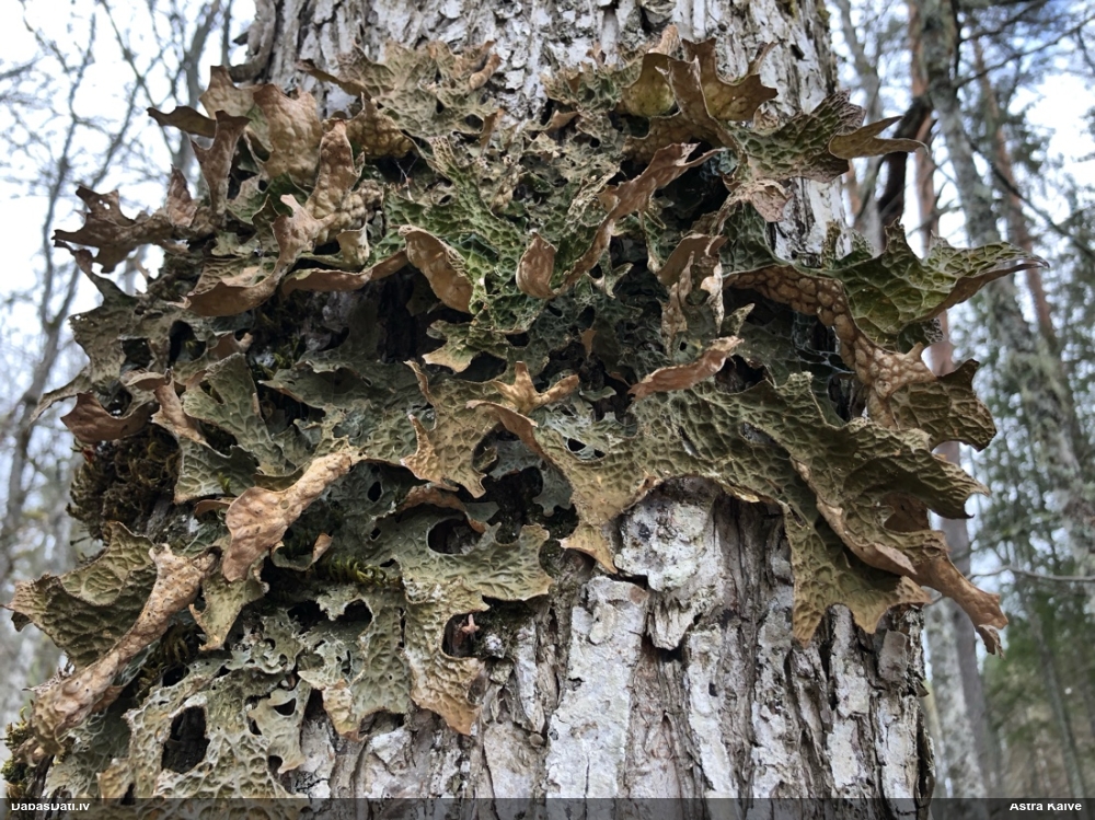 Parastais plaušķērpis