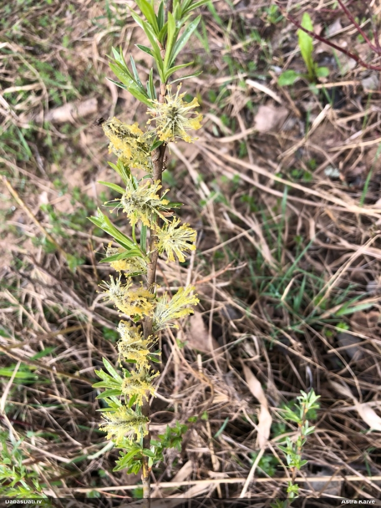 Vītols, kārkls (nenoteikts)