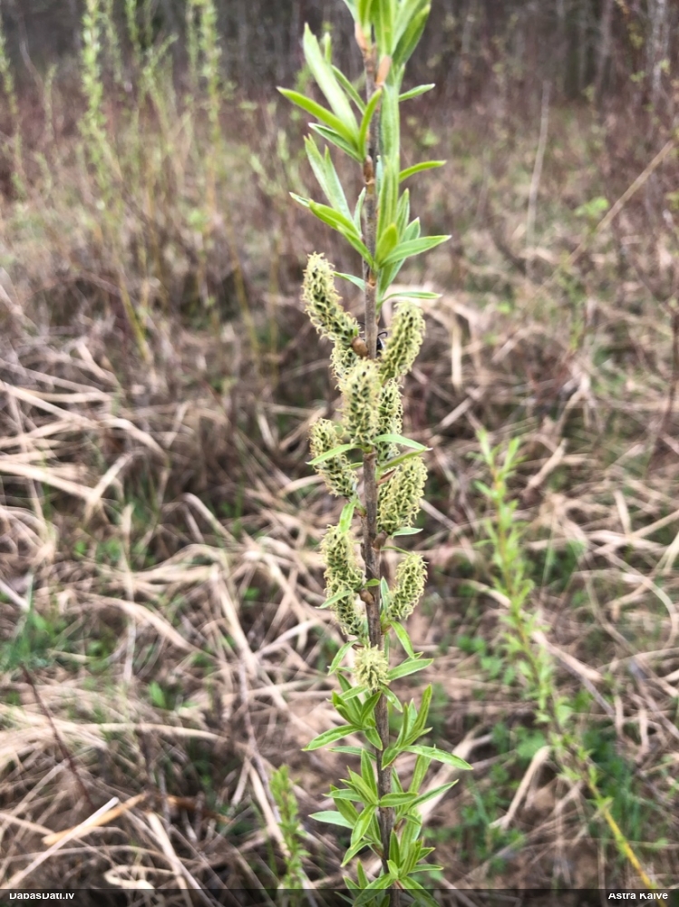 Vītols, kārkls (nenoteikts)