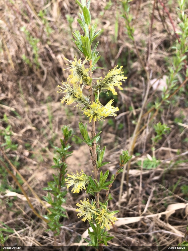 Vītols, kārkls (nenoteikts)
