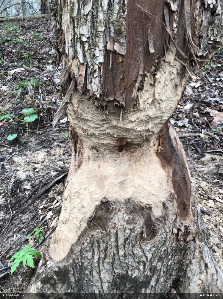 обыкновенный бобр