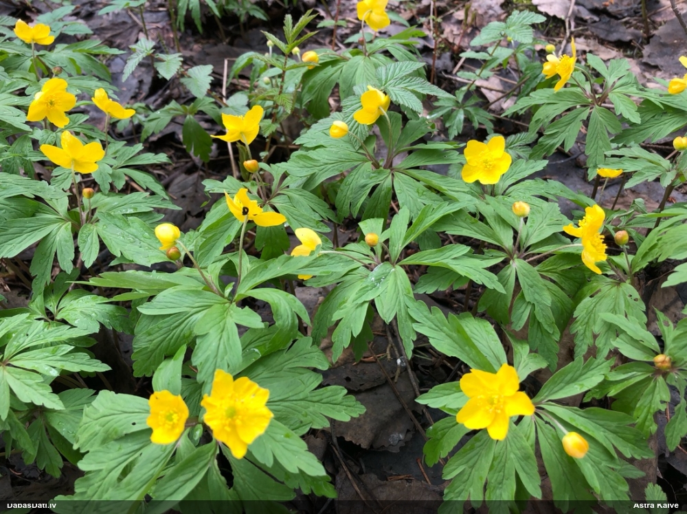 ветреница лютиковая