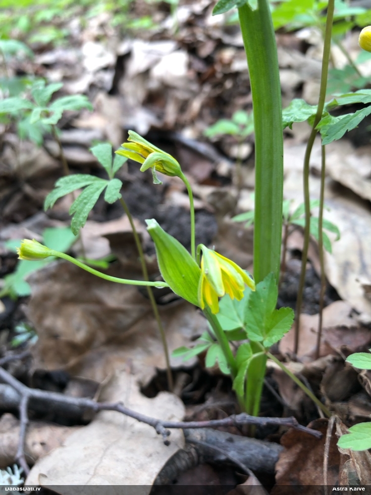 гусиный лук желтый