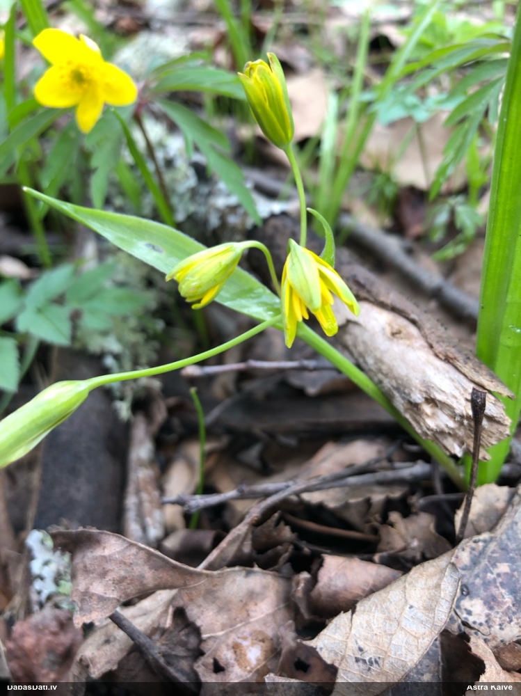 гусиный лук желтый