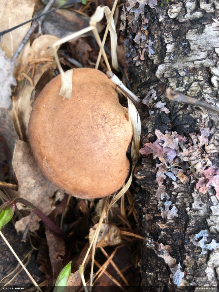 березовый Трутовик