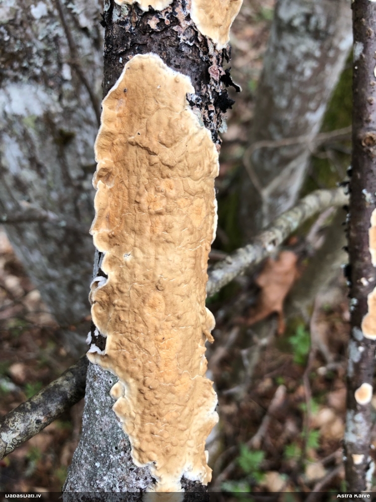 Sēne Byssomerulius corium